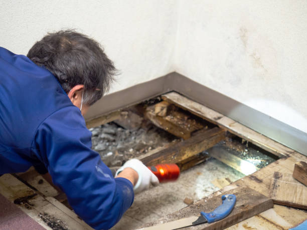 Best Crawl Space Mold Removal  in Chestertown, MD