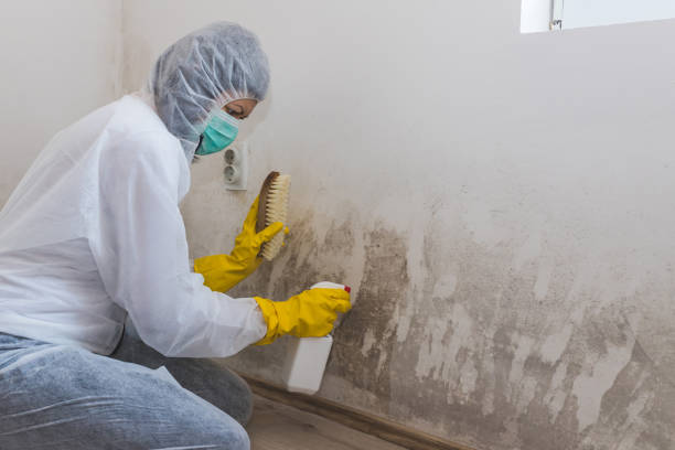 Attic Mold Removal in Chestertown, MD