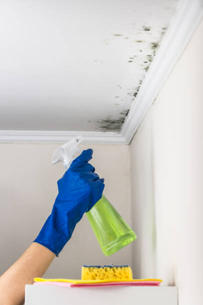 Best Attic Mold Removal  in Chestertown, MD